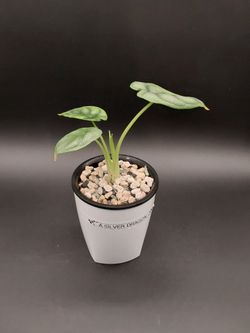 Alocasia Silver Dragon (young)
