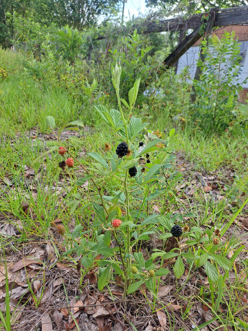 Black Berry Plants