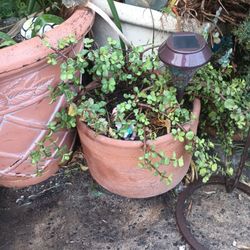 Medium Size Plant For Sale - MOVING SALE 