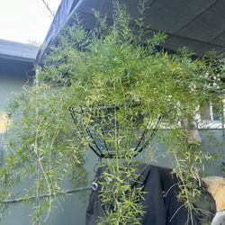 Asparagus Fern Plant 