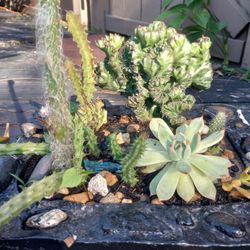 Handmade Bonsai Concrete Style Planter That Weighs 30 Lb Empty And It Contains Several Succulents And Cacti Variety Including A Rare Coral Cacti