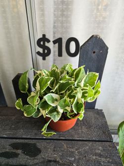 Njoy Pothos Plant