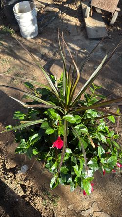 Dipladenia $25