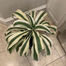 Dracaena White Aspen Plant 
