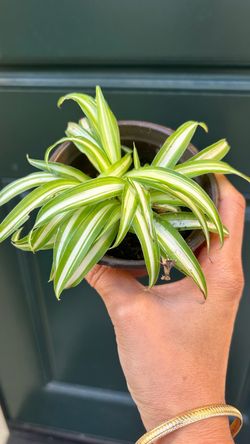 Spider Plant in Small Pot