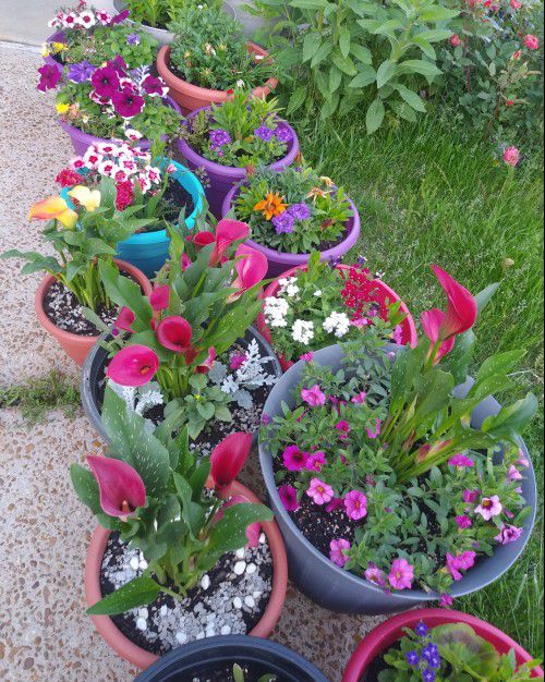 Mix flowers in large new pots$12-$30 Each pot