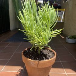Senecio Succulent