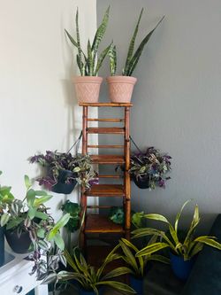 Plants for sake 15 each