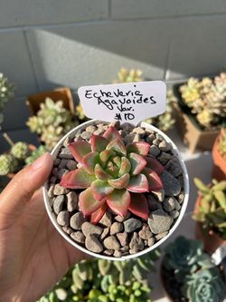 Imported Korean Succulent (Echeveria Agavoides Variegated) - $10