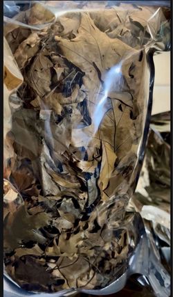 Oak Leaf Litter Bioactive Reptile Gecko Isopod