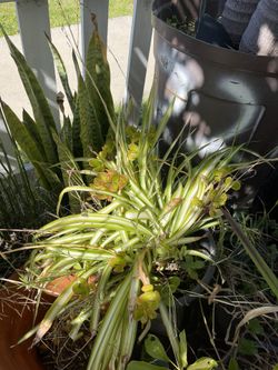 Plants For Sale