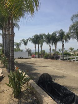 Mature Palm Trees for Sale – You Dig & Remove (20 Available)