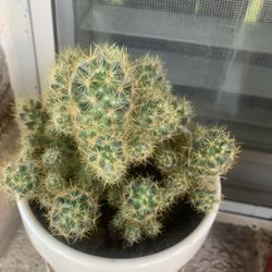 Cacti !  please !