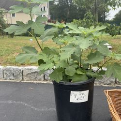 Fig Tree In 3 Gallon Pot