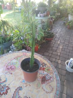 Beautiful potato garden decorations outside plant