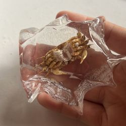 Acrylic plastic crab inclusion paper weight decor