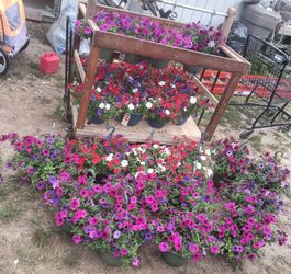 24 Flower hanging baskets ( read description!!)
