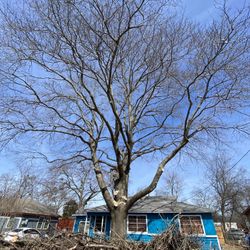 GOOD PRICES ON TREE 🌲