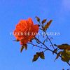 Fleur de Los Angeles🌹