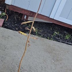 Mother of thousands succulent