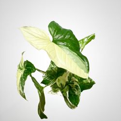 Variegated Albo Syngonium