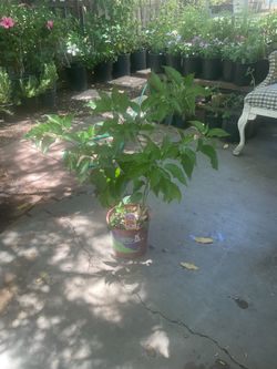Hot pepper 🌶️ habanero orange plant