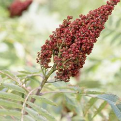 Sumac Spice plant