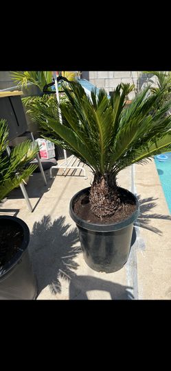 Sago Palms