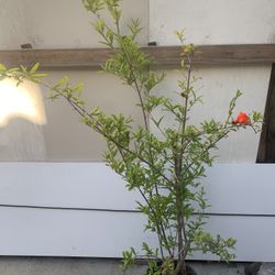SRP1- Red Pomegranate Tree 紅石榴樹