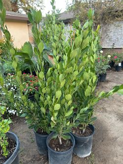 Bayleaf 5 gallon pot 25$ each