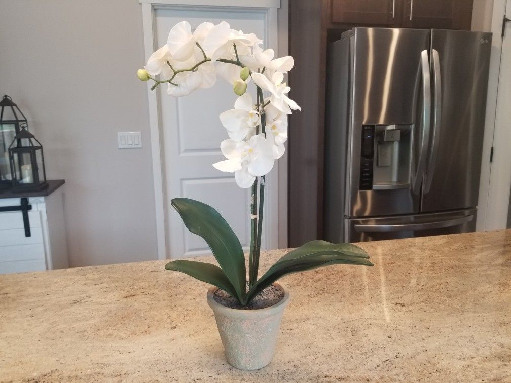Pottery Barn White Orchid