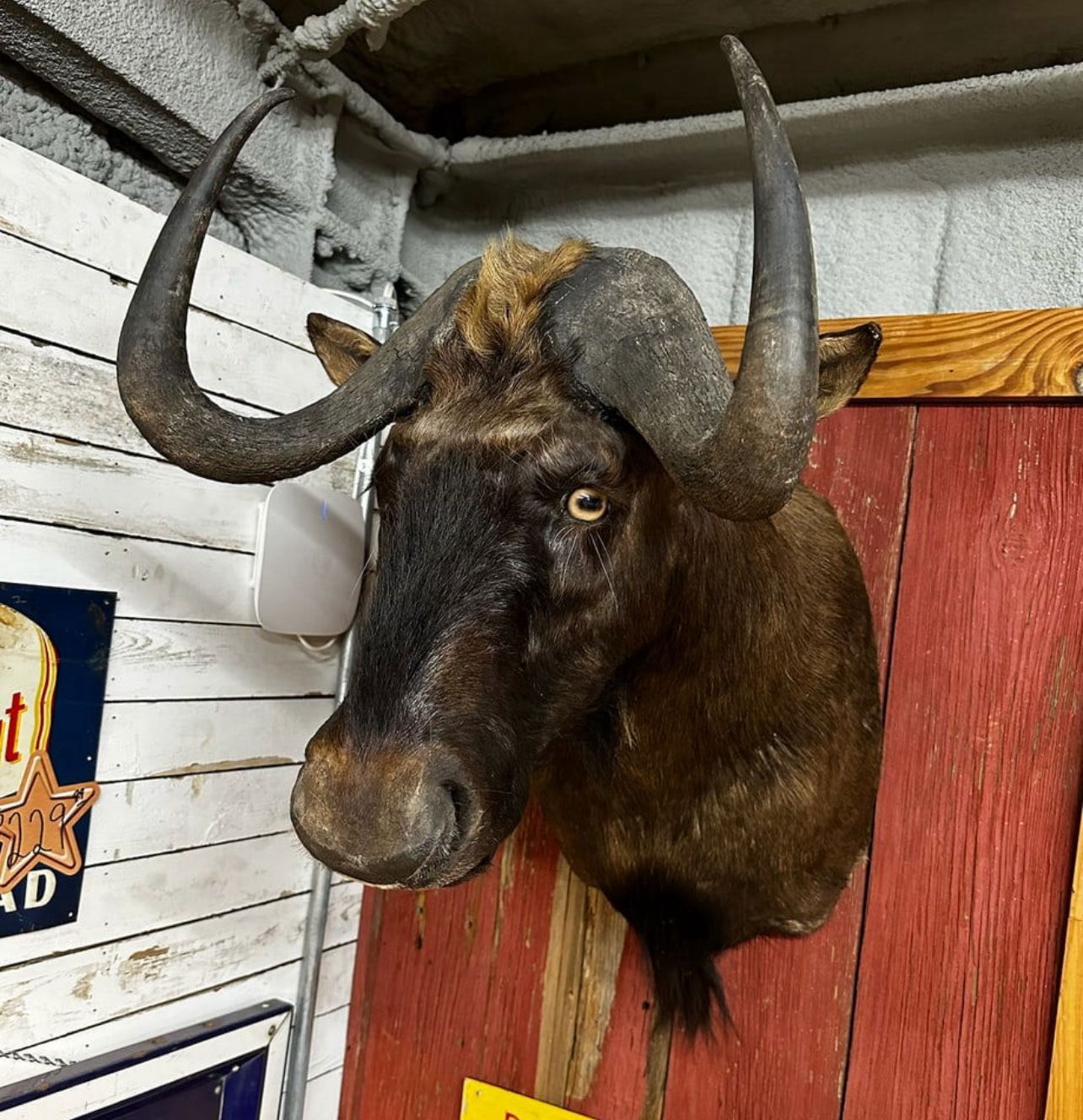 Black Wildebeest