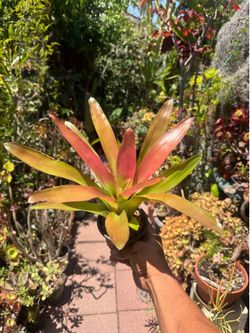 Bromeliad Tropical Plant