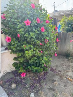 Plants trees flowers