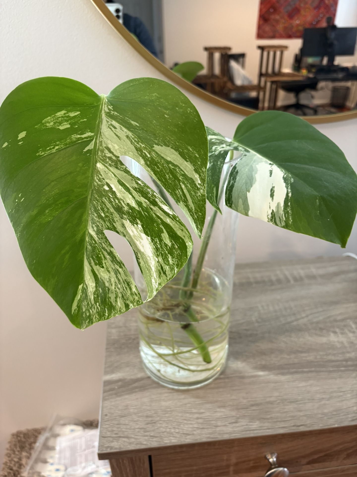 Variegated Monstera Clipping