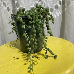 String Of Pearls 