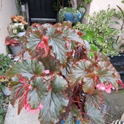 Begonia Angel Wings Plant $35