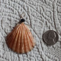 Sunrise Shell 