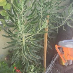 Mother Of Thousands Plant