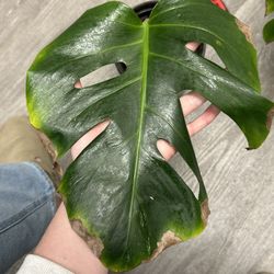 Monstera Albo Cutting