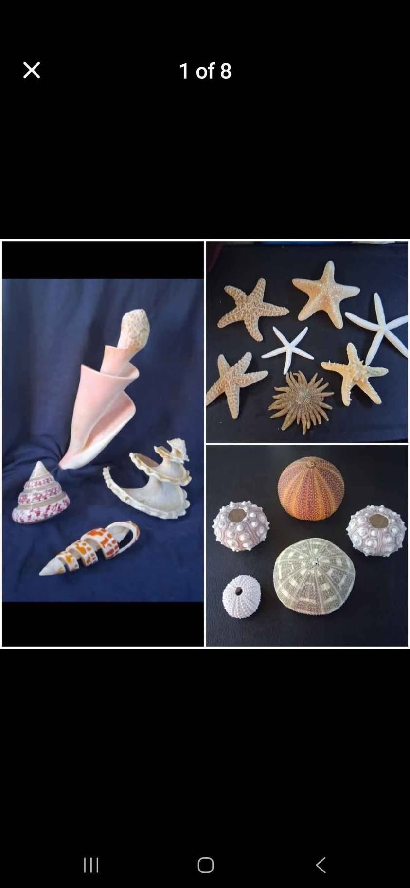 Large Collection of Seashells, Starfish & Sea Urchins