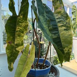 Variegated philodendron 4 Leaf