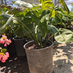 5 Gallon Monstera Plant