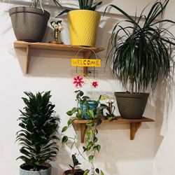 Plant And Planter & Shelves 