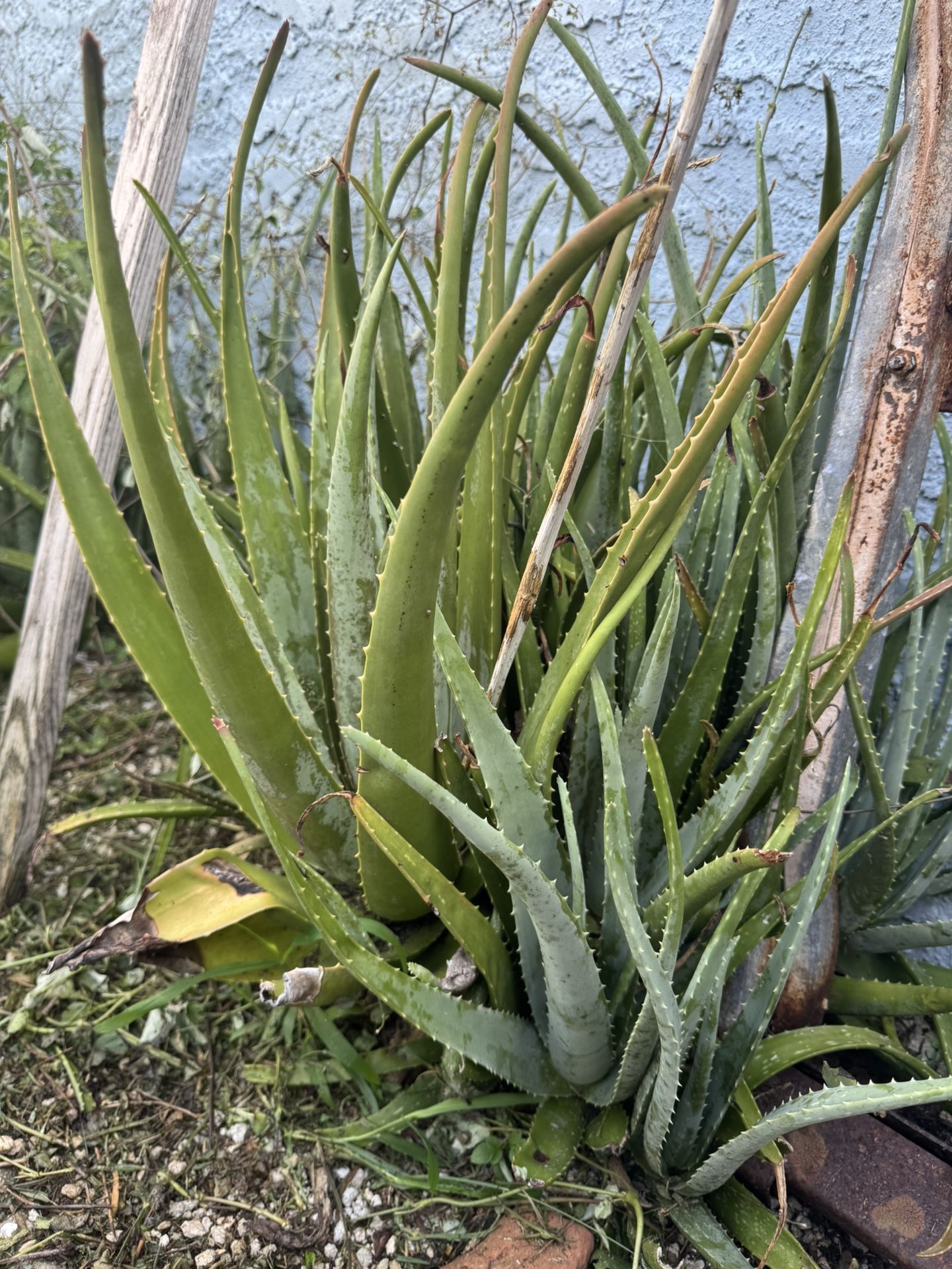 Aloe Vera Plants