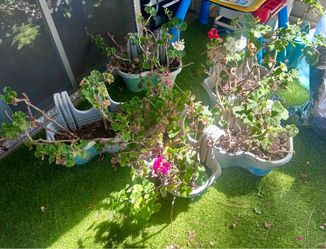 Potted Geranium Plants in Decorative Planters