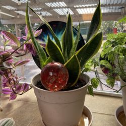 Snake Plant