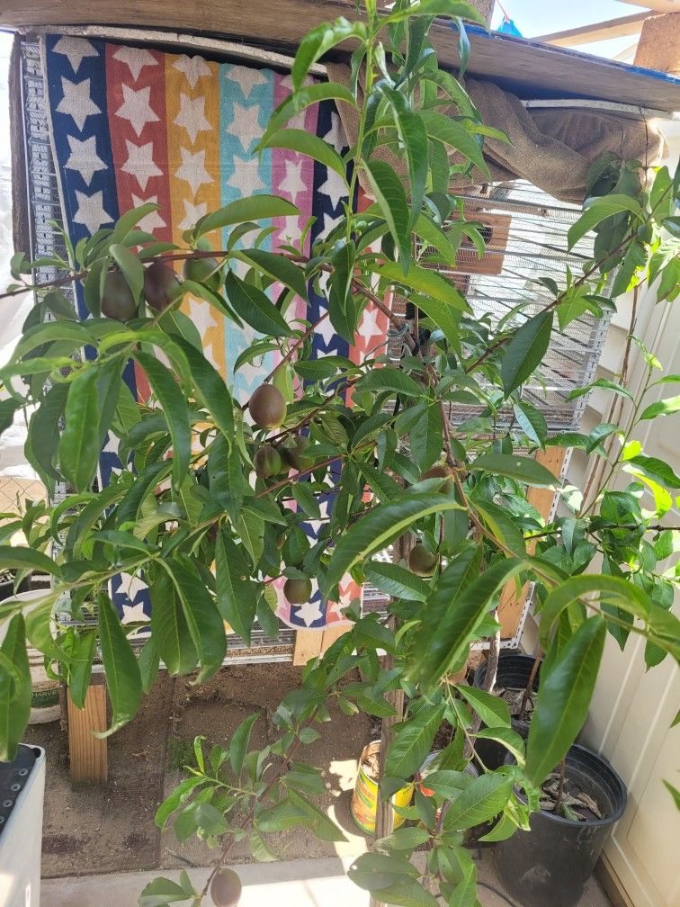 Nectarine Tree