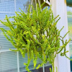 Crassula Muscosa Succulent Hanging Plant 