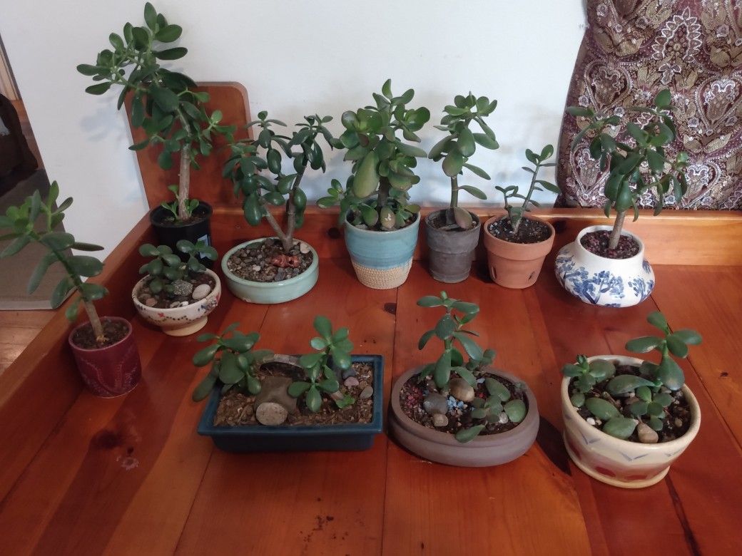 Jade Tree bonsai plants in ceramic art pots